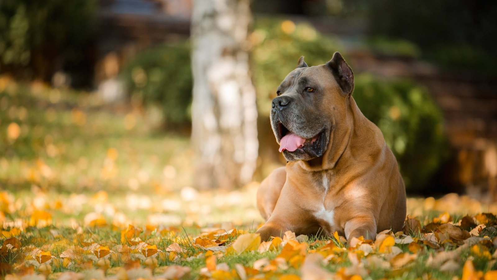 Cane Corso in autumn setting