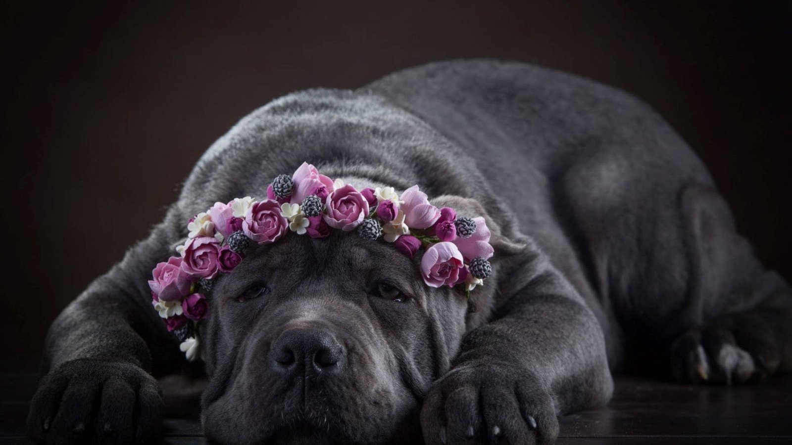 Cane Corso with flower crown