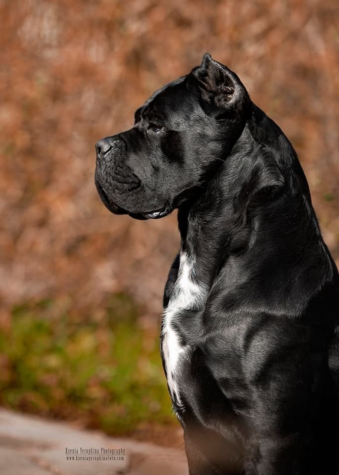 Ancient Roman Molossus depiction